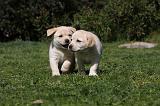 LABRADOR 1062
